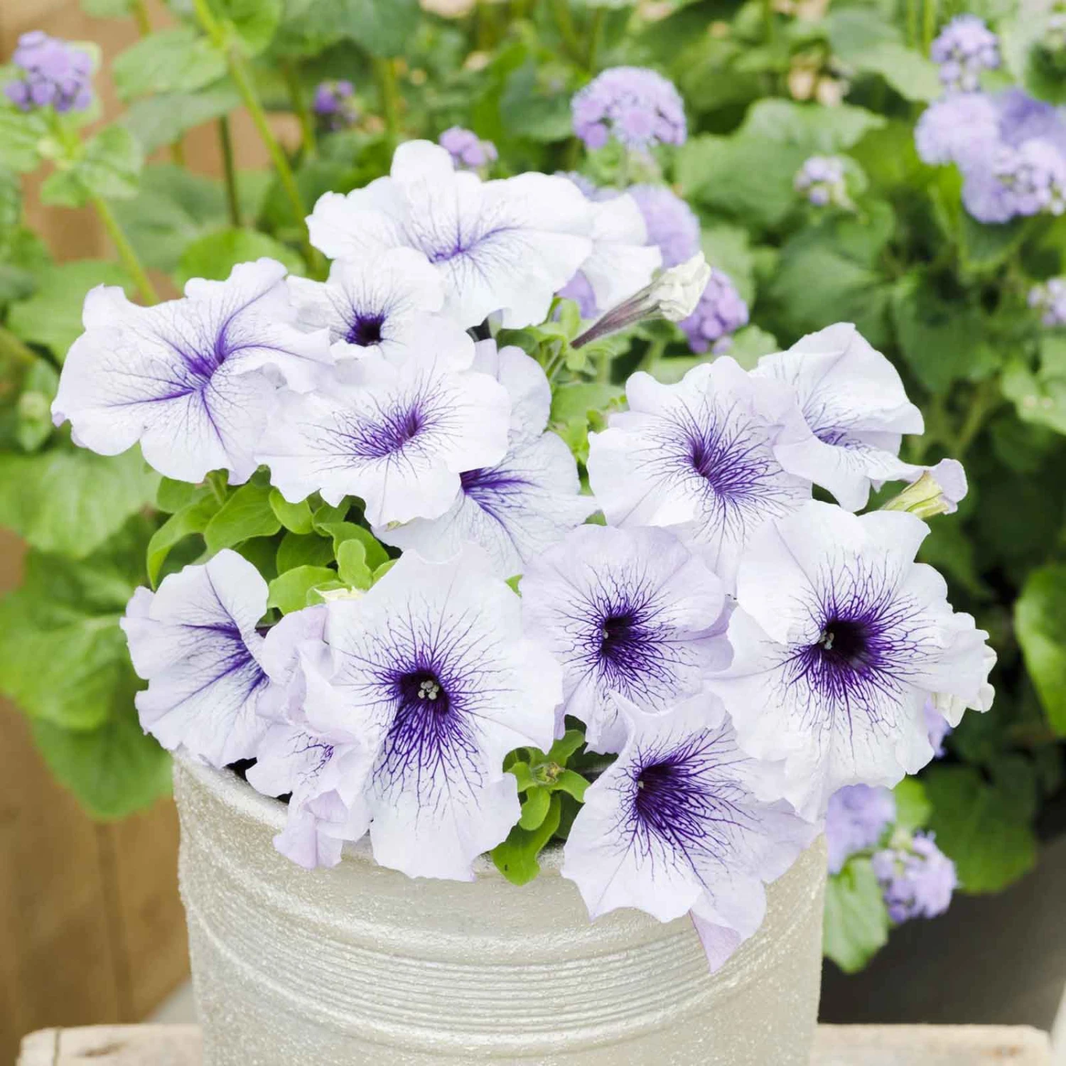 Silver Blue Dwarf Petunia Seeds - Mounded Large-Bloom Garden Flowers 2 Silver Blue Dwarf Petunia Seeds - Mounded Large-Bloom Garden Flowers - Image 2