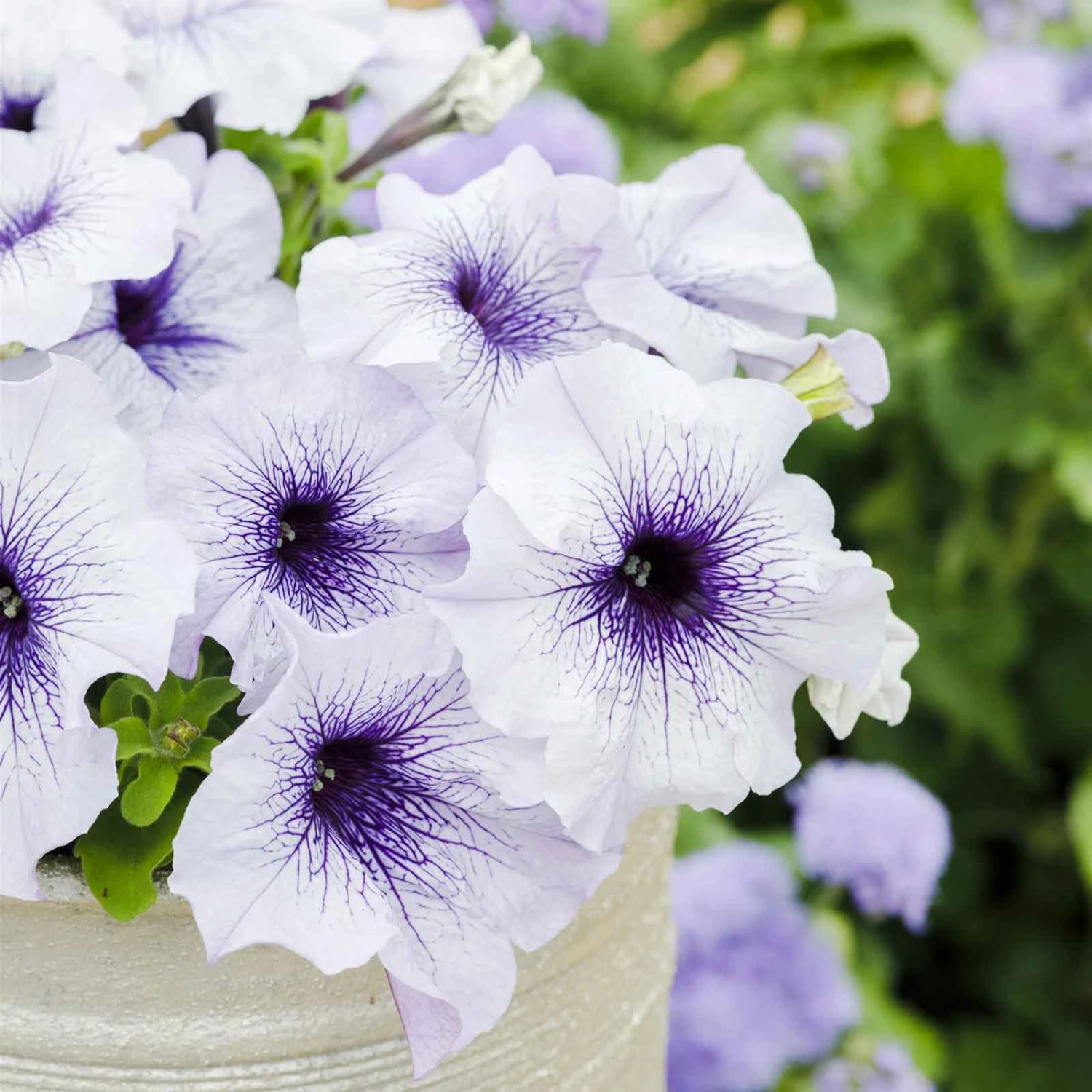 Silver Blue Dwarf Petunia Seeds - Mounded Large-Bloom Garden Flowers 3 Silver Blue Dwarf Petunia Seeds - Mounded Large-Bloom Garden Flowers - Image 3