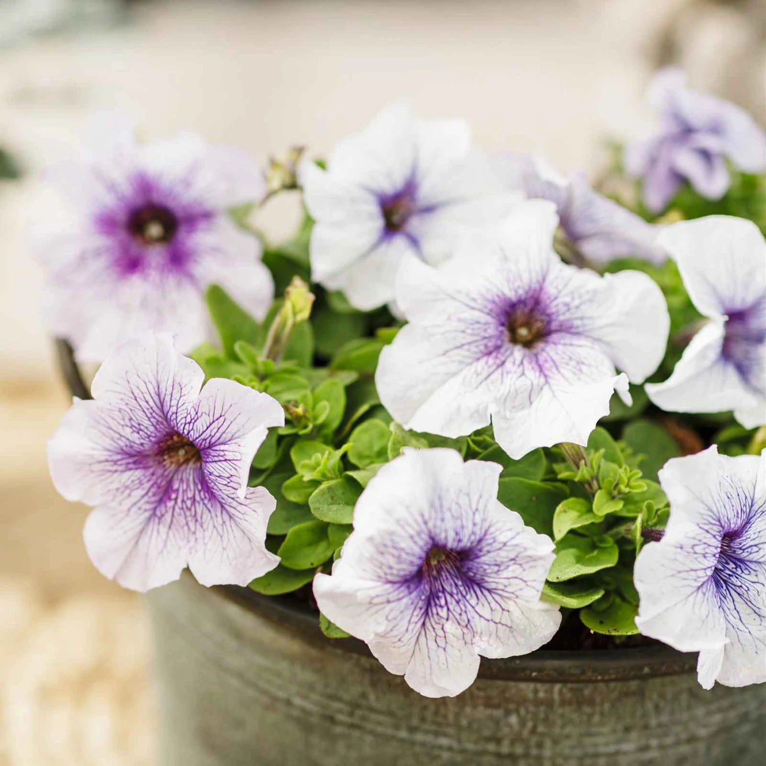 Silver Blue Dwarf Petunia Seeds - Mounded Large-Bloom Garden Flowers 4 Silver Blue Dwarf Petunia Seeds - Mounded Large-Bloom Garden Flowers - Image 4