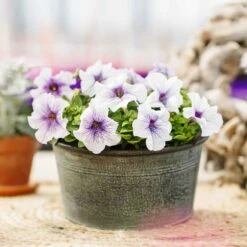 Silver Blue Dwarf Petunia Seeds - Mounded Large-Bloom Garden Flowers 9 Silver Blue Dwarf Petunia Seeds - Mounded Large-Bloom Garden Flowers -Eden Brothers Shop petunia silver blue bal 5