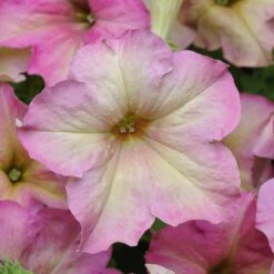 Sophistica Antique Shades Petunia Seeds: Premium Color-Shifting Blooms