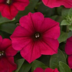 Wave Carmine Velour Petunia Seeds - Vibrant Red Spreading Flowers