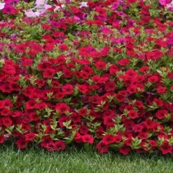 Wave Carmine Velour Petunia Seeds - Vibrant Red Spreading Flowers -Eden Brothers Shop petunia wave carmine velour bal 3