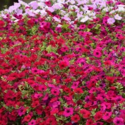 Wave Carmine Velour Petunia Seeds - Vibrant Red Spreading Flowers -Eden Brothers Shop petunia wave carmine velour bal 4