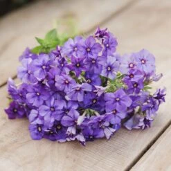 Annual Phlox Seeds - Beauty Blue -Eden Brothers Shop phlox annual beauty blue mac 3