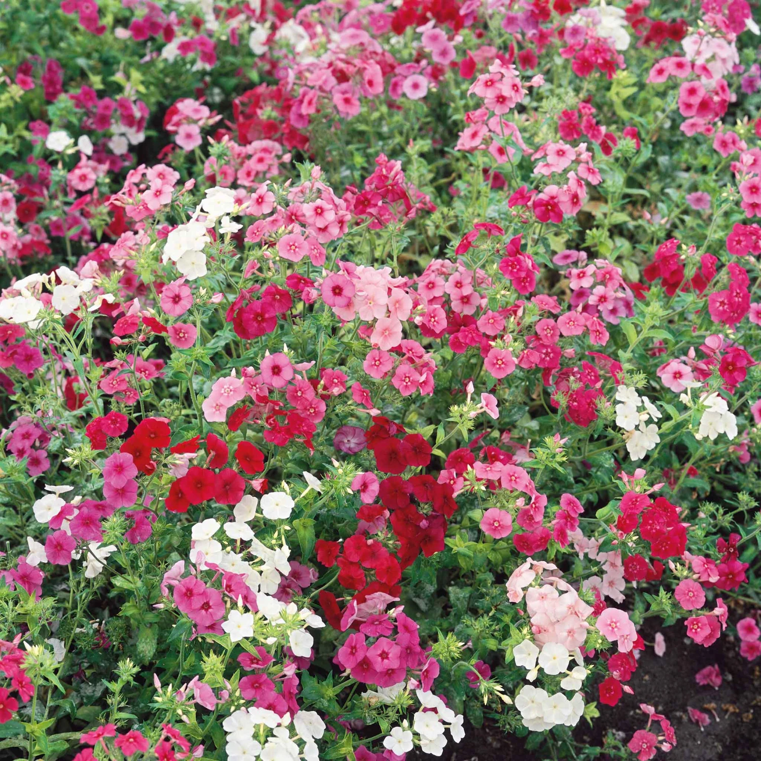 Annual Phlox Seeds - Dwarf Mix 1 Annual Phlox Seeds - Dwarf Mix