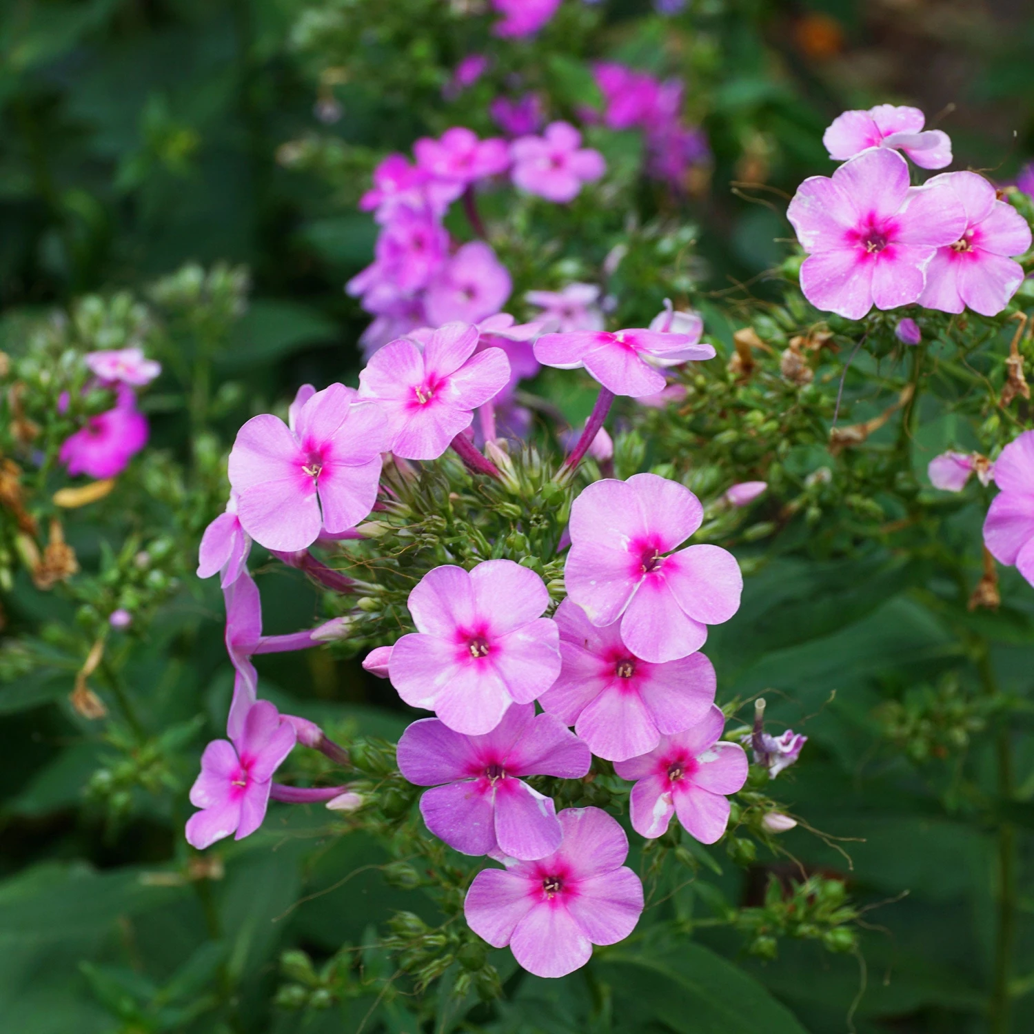 Annual Phlox Seeds - Brilliant 1 Annual Phlox Seeds - Brilliant