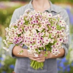 Cherry Caramel Phlox Seeds - Heirloom Style Fragrant Garden Blooms