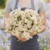 Phlox Seeds - Creme Brulee | Creamy Peach & Blush Pink Annual Flowers