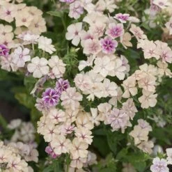 Phlox Seeds - Creme Brulee | Creamy Peach & Blush Pink Annual Flowers -Eden Brothers Shop phlox creme brulee tai 3