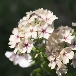 Phlox Seeds - Creme Brulee | Creamy Peach & Blush Pink Annual Flowers -Eden Brothers Shop phlox creme brulee tai 5