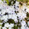 Mountain Phlox Seeds - California Phlox Flower Seeds for Cut Gardens