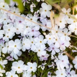 Mountain Phlox Seeds - California Phlox Flower Seeds for Cut Gardens