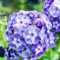 Phlox Roots - Blue Paradise