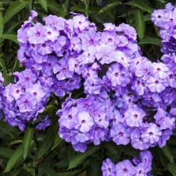Phlox Roots - Blue Paradise -Eden Brothers Shop phlox root blue paradise dre 3
