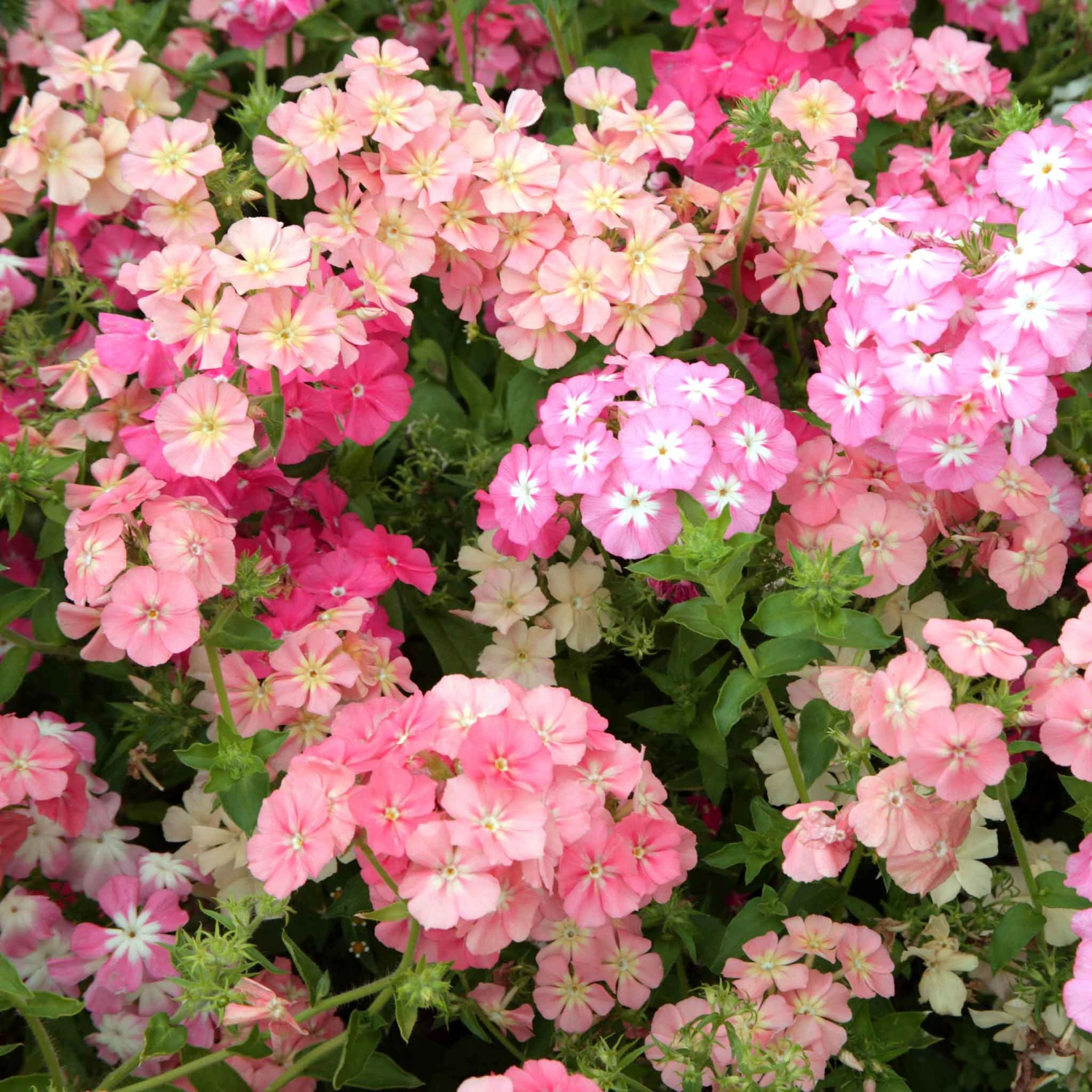 Phlox Roots - Pastel Mix 1 Phlox Roots - Pastel Mix