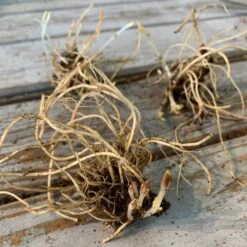 Phlox Roots - Sherbet Blend -Eden Brothers Shop phlox roots eb 1