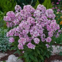 Phlox Roots - Sherbet Blend