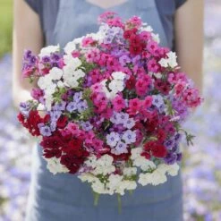 Annual Phlox Seeds - Tall Mix