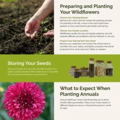 Vibrant Pink Perfection Wildflower Seed Mix for Summer Blooms 9 Vibrant Pink Perfection Wildflower Seed Mix for Summer Blooms -Eden Brothers Shop pink perfection SMCOL120 st5