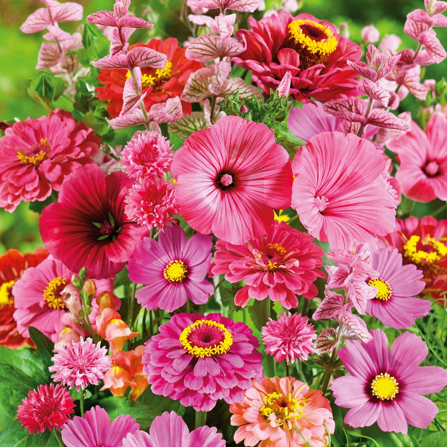 Vibrant Pink Perfection Wildflower Seed Mix for Summer Blooms 1 Vibrant Pink Perfection Wildflower Seed Mix for Summer Blooms