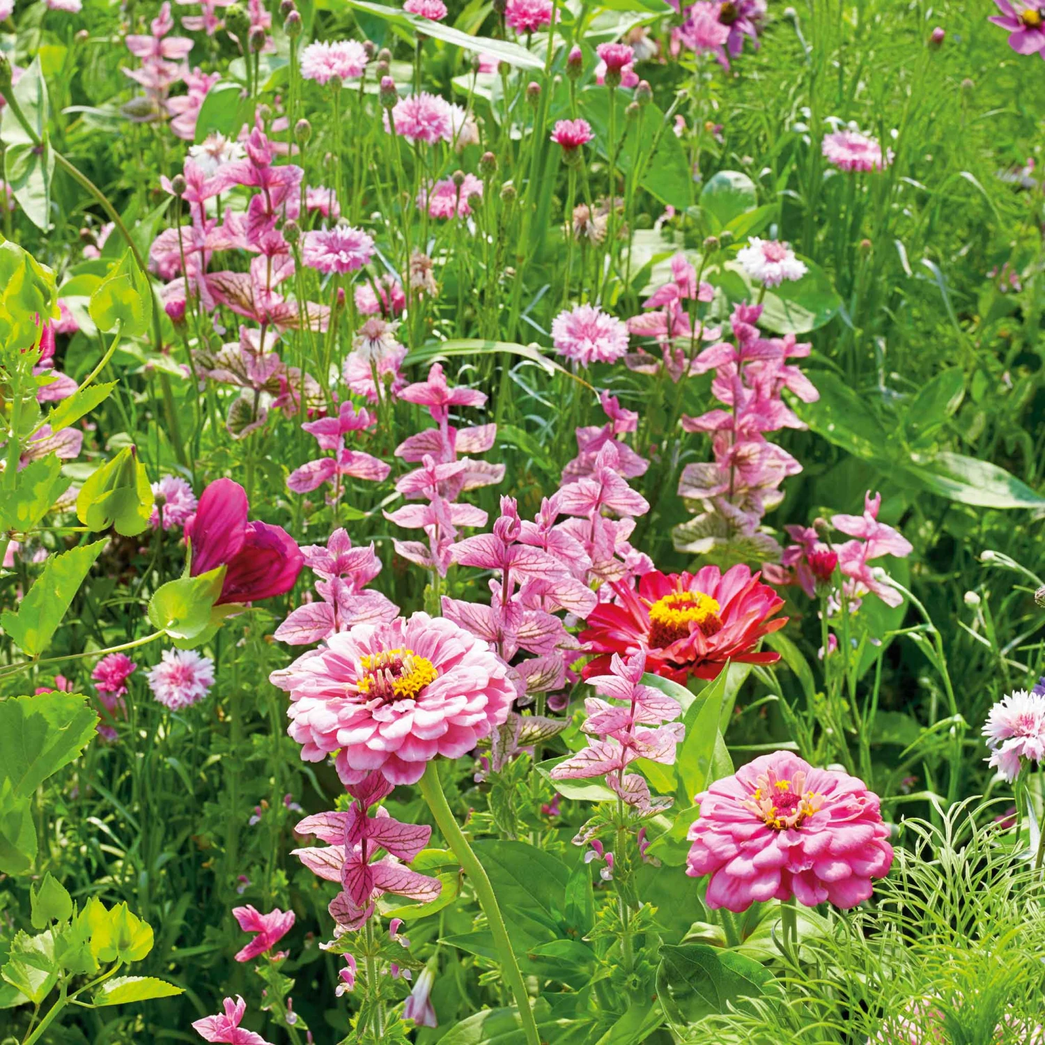 Vibrant Pink Perfection Wildflower Seed Mix for Summer Blooms 2 Vibrant Pink Perfection Wildflower Seed Mix for Summer Blooms - Image 2