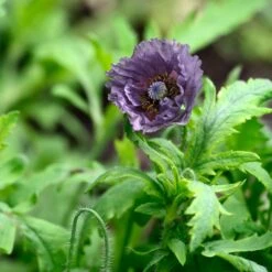 Shirley Amazing Grey Poppy Seeds - Rare Smoky Lavender Garden Blooms 5 Shirley Amazing Grey Poppy Seeds - Rare Smoky Lavender Garden Blooms -Eden Brothers Shop poppy amazing grey aly 3