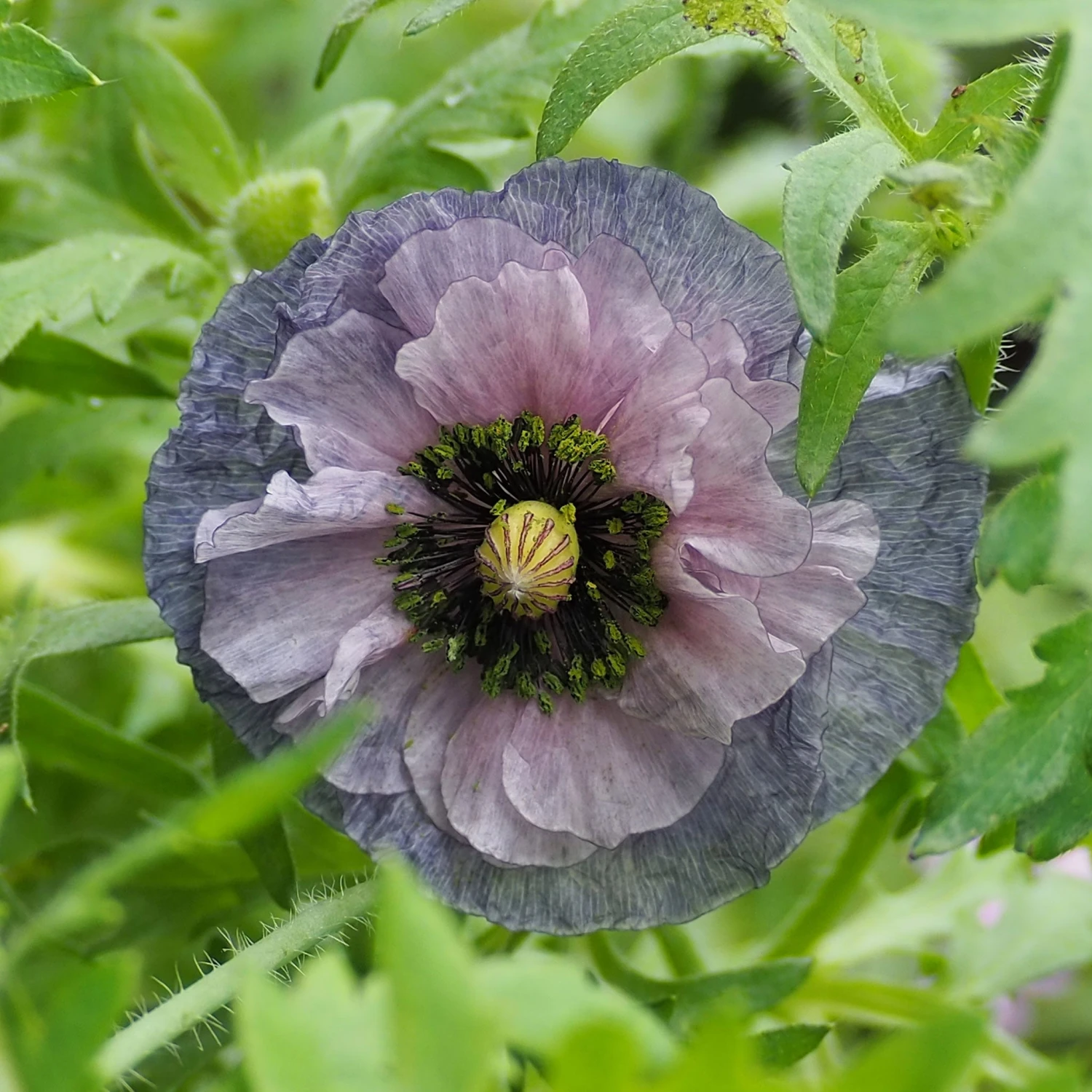 Shirley Amazing Grey Poppy Seeds - Rare Smoky Lavender Garden Blooms 1 Shirley Amazing Grey Poppy Seeds - Rare Smoky Lavender Garden Blooms