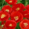 American Legion Red Poppy Seeds: The Original Flanders Fields Memorial Flower