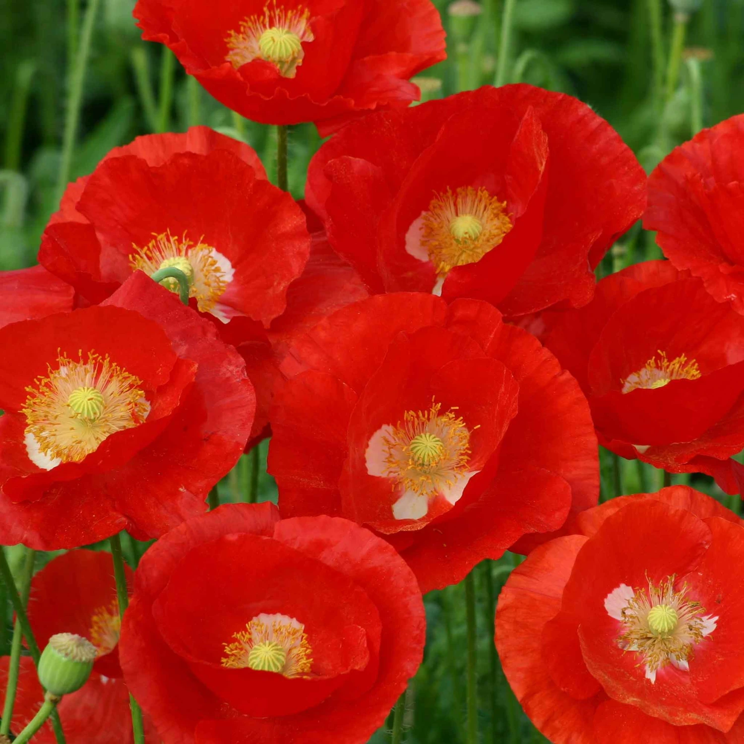 American Legion Red Poppy Seeds: The Original Flanders Fields Memorial Flower 1 American Legion Red Poppy Seeds: The Original Flanders Fields Memorial Flower