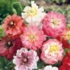 Angels Choir Mix Poppy Seeds: Elegant Double & Semi-Double Blooms