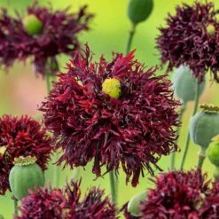 Black Swan Poppy Seeds: Deep Maroon Fringed Flowers for a Unique Goth Garden