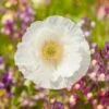 White Poppy Seeds - Bridal Silk Elegant Annual Garden Blooms