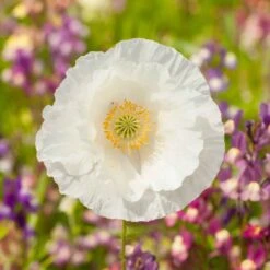 White Poppy Seeds - Bridal Silk Elegant Annual Garden Blooms