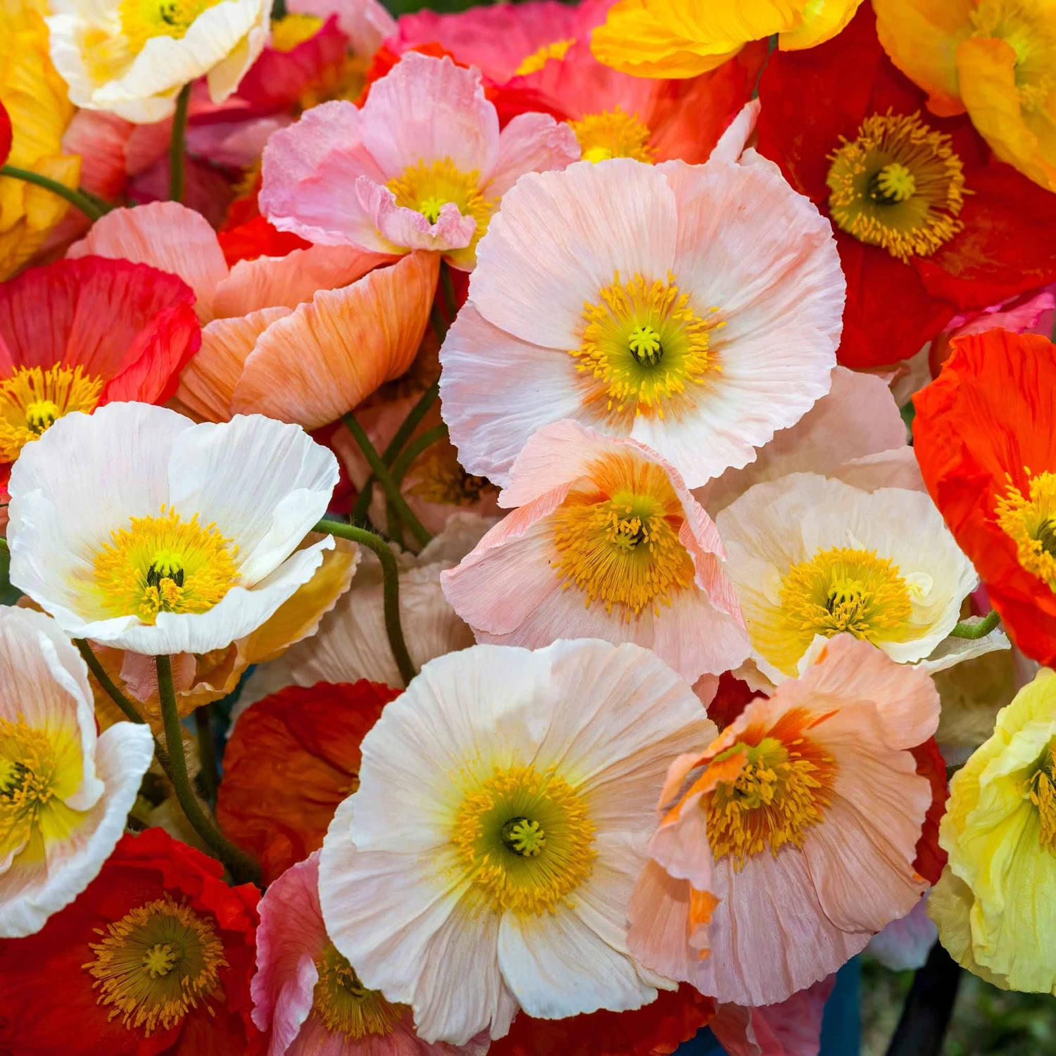 Iceland Poppy Seeds - Champagne Bubbles Mix Vibrant Perennial Blooms 1 Iceland Poppy Seeds - Champagne Bubbles Mix Vibrant Perennial Blooms