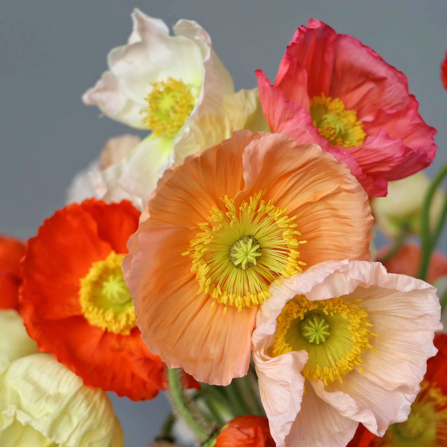 Iceland Poppy Seeds - Champagne Bubbles Mix Vibrant Perennial Blooms 2 Iceland Poppy Seeds - Champagne Bubbles Mix Vibrant Perennial Blooms - Image 2