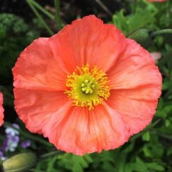 Iceland Poppy Seeds - Champagne Bubbles Mix Vibrant Perennial Blooms 6 Iceland Poppy Seeds - Champagne Bubbles Mix Vibrant Perennial Blooms -Eden Brothers Shop poppy champagne bubble mix shk 3