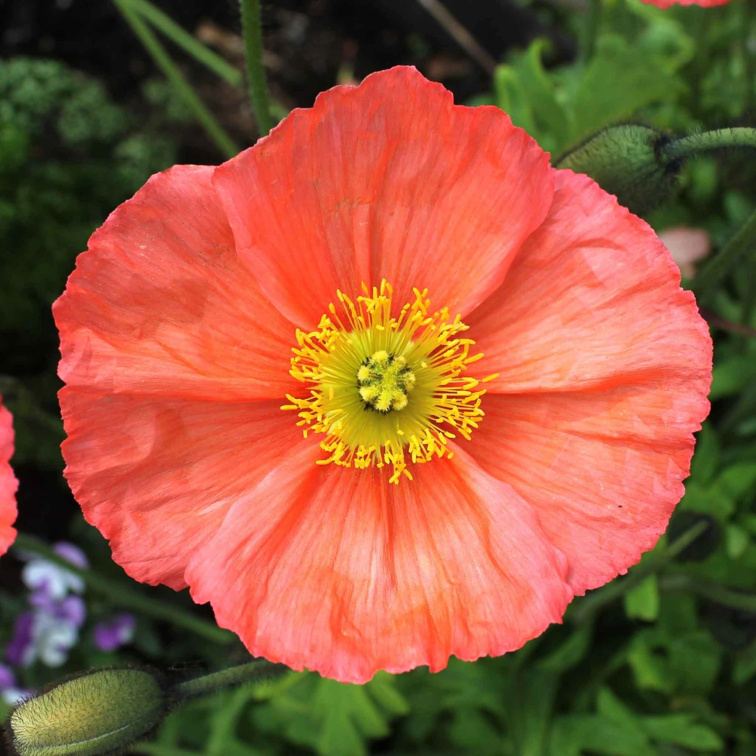 Iceland Poppy Seeds - Champagne Bubbles Mix Vibrant Perennial Blooms 3 Iceland Poppy Seeds - Champagne Bubbles Mix Vibrant Perennial Blooms - Image 3