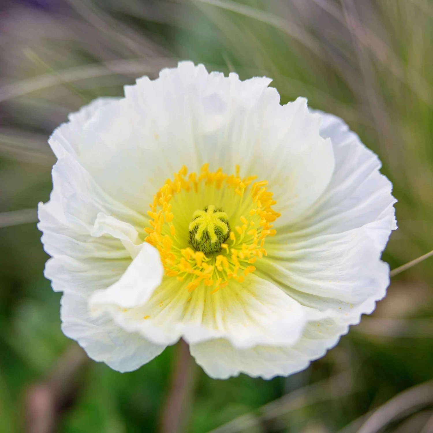 Premium Champagne Bubbles White Iceland Poppy Seeds for Elegant Gardens 1 Premium Champagne Bubbles White Iceland Poppy Seeds for Elegant Gardens