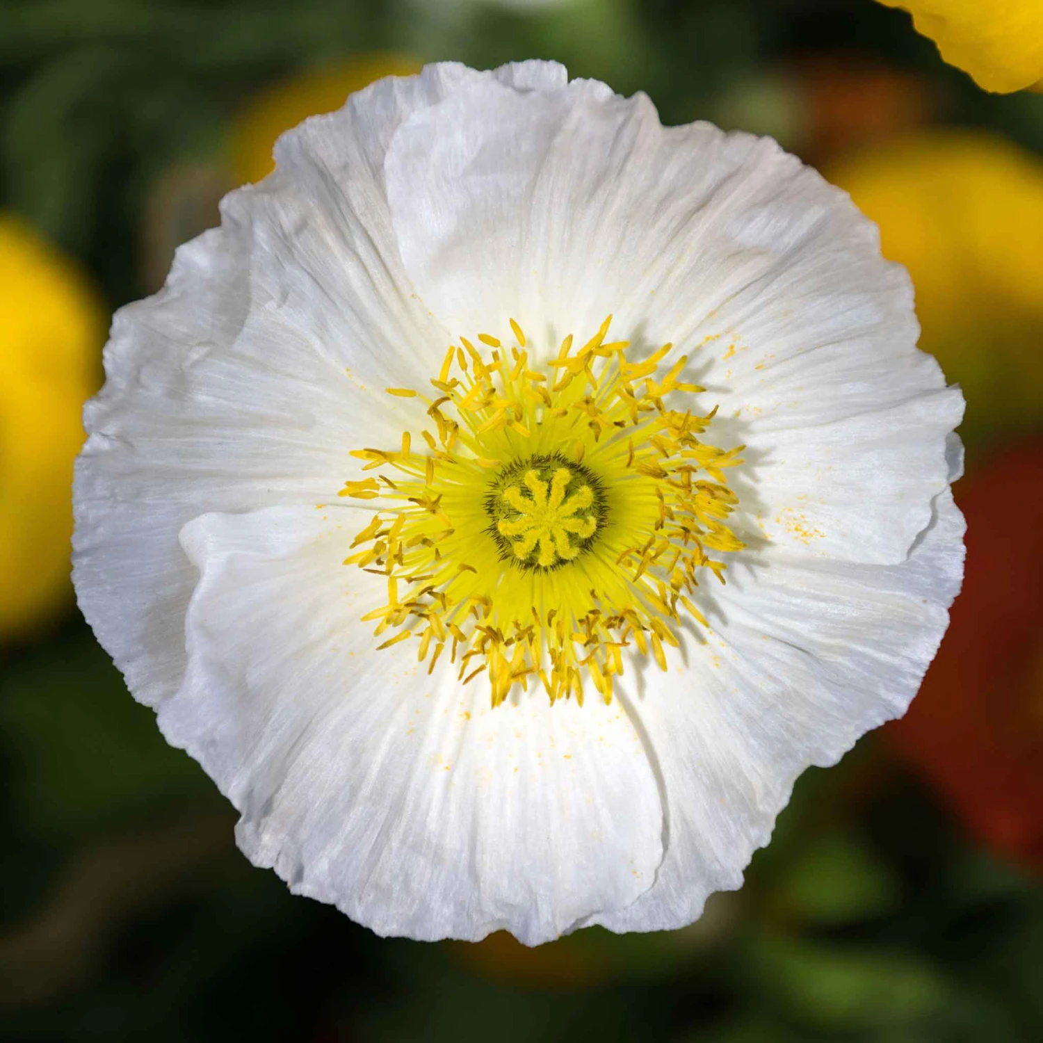Premium Champagne Bubbles White Iceland Poppy Seeds for Elegant Gardens 2 Premium Champagne Bubbles White Iceland Poppy Seeds for Elegant Gardens - Image 2