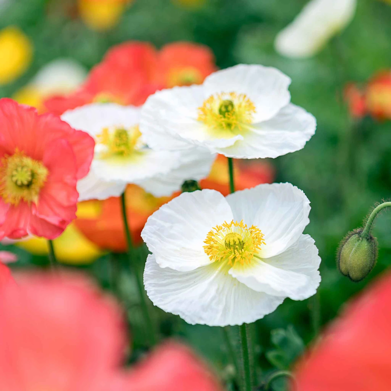 Premium Champagne Bubbles White Iceland Poppy Seeds for Elegant Gardens 3 Premium Champagne Bubbles White Iceland Poppy Seeds for Elegant Gardens - Image 3