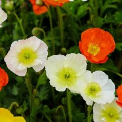 Premium Champagne Bubbles White Iceland Poppy Seeds for Elegant Gardens 7 Premium Champagne Bubbles White Iceland Poppy Seeds for Elegant Gardens -Eden Brothers Shop poppy champagne bubble white shk 4