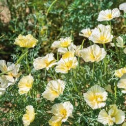 California Poppy Seeds - Cream Swirl Double Bloom Variety