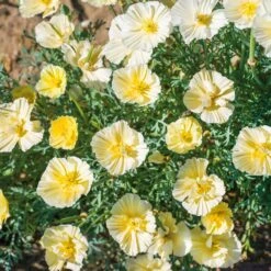 California Poppy Seeds - Cream Swirl Double Bloom Variety -Eden Brothers Shop poppy cream swirl noa 3