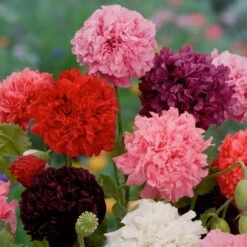 Double Mixed Poppy Seeds: Vibrant Multi-Colored Garden Blooms