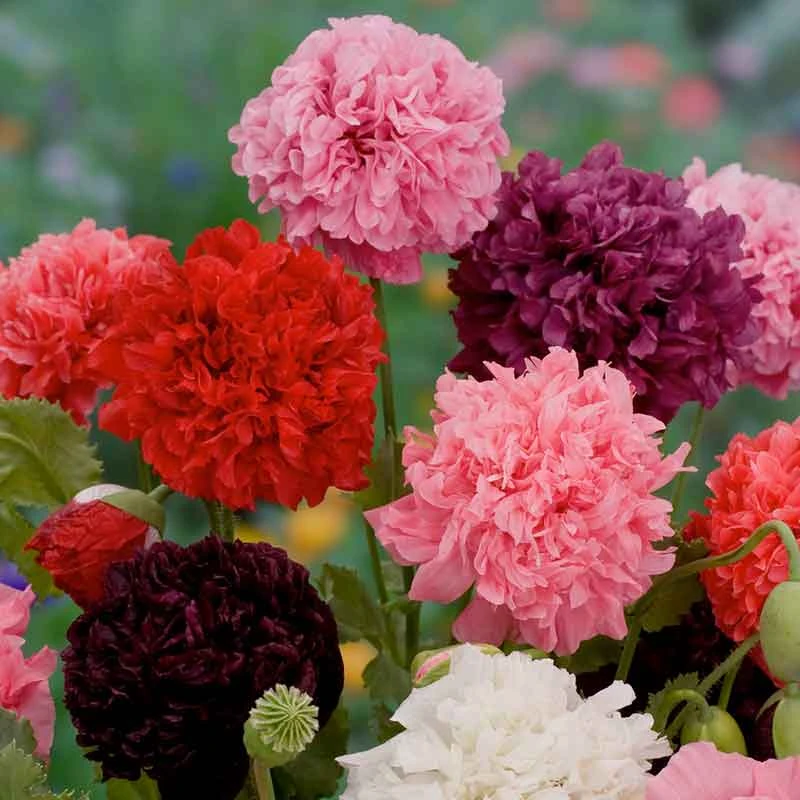 Double Mixed Poppy Seeds: Vibrant Multi-Colored Garden Blooms 1 Double Mixed Poppy Seeds: Vibrant Multi-Colored Garden Blooms