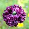 Double Purple Poppy Seeds - Heirloom Papaver Somniferum Garden Seeds