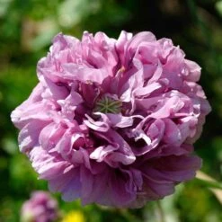 Double Purple Poppy Seeds - Heirloom Papaver Somniferum Garden Seeds -Eden Brothers Shop poppy double purple shk 3