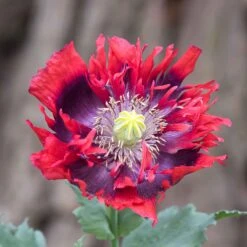 Drama Queen Poppy Seeds: Bold Red and Purple 5-Inch Blooms