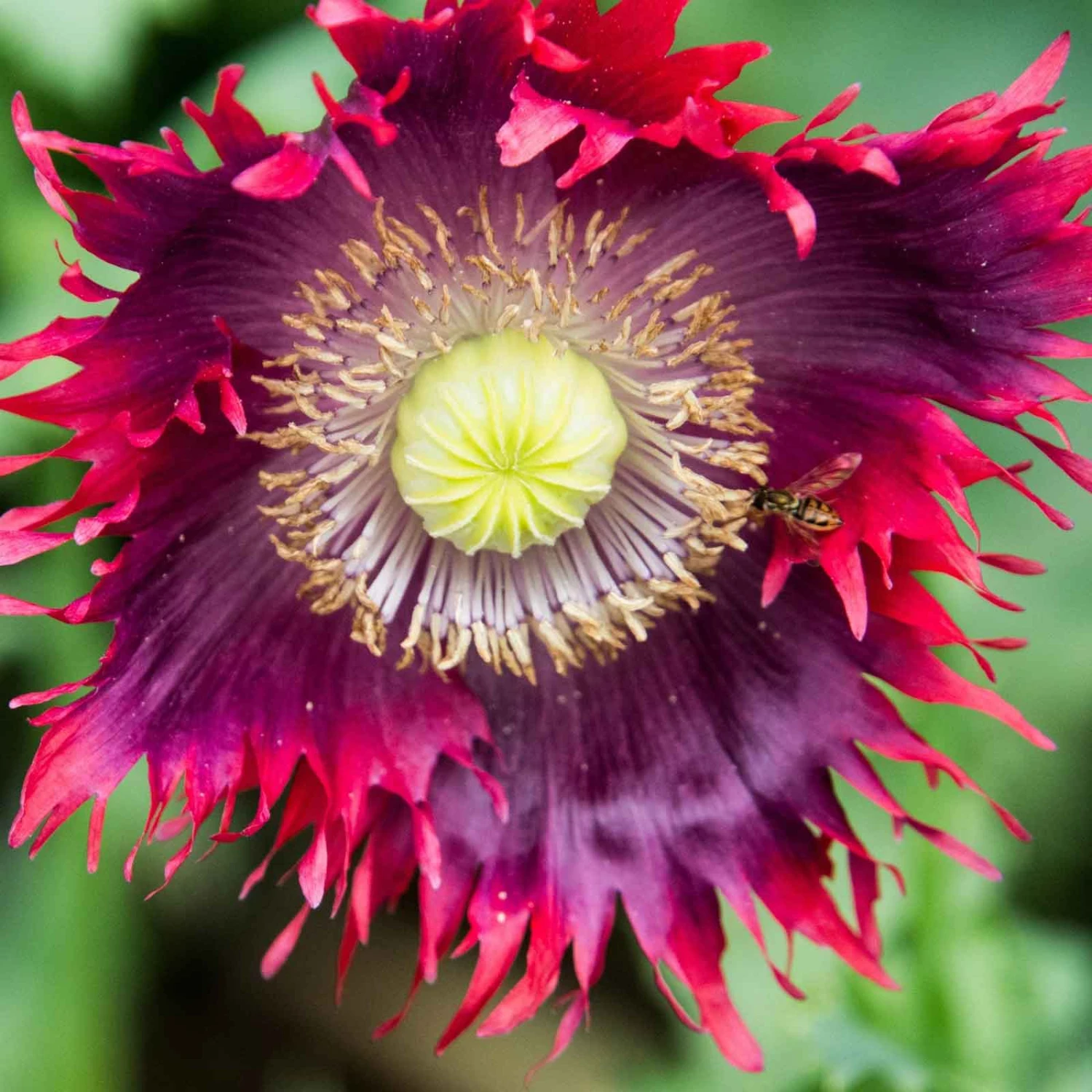 Drama Queen Poppy Seeds: Bold Red and Purple 5-Inch Blooms 2 Drama Queen Poppy Seeds: Bold Red and Purple 5-Inch Blooms - Image 2